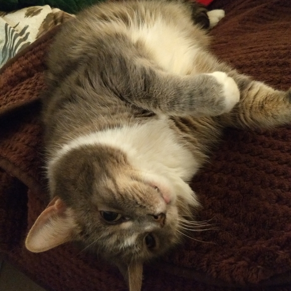 Meet your Posher, Ronda - Picture 4 of 8